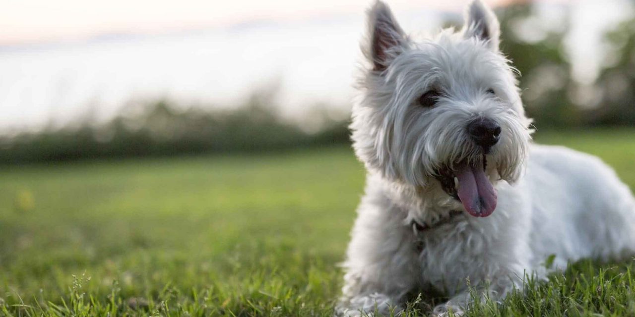 “Cute Pet”-West Highland White Terrier