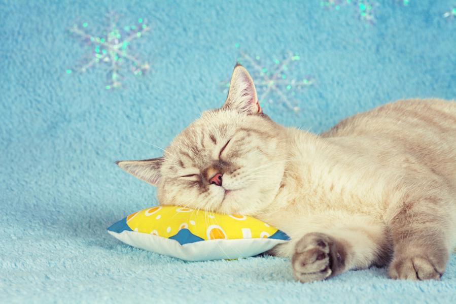 How to feed a kitten that doesn’t have teeth yet?