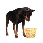 [Dog Food] What kind of dog food is suitable for dogs at different stages? Feeding Guidelines for Dogs at All Stages