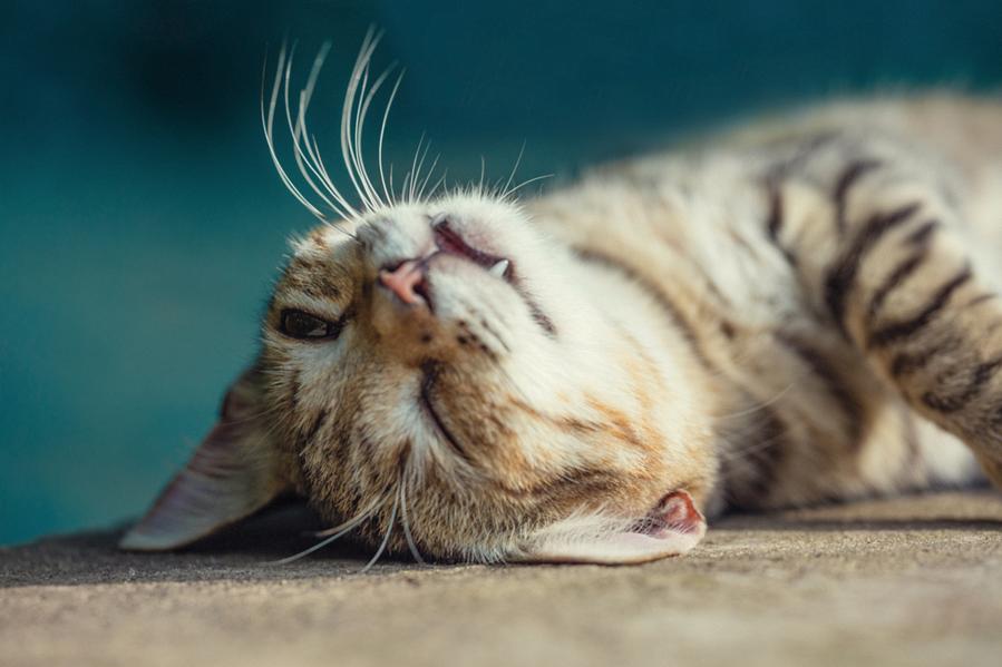 Tips to Prevent Cats from Heatstroke