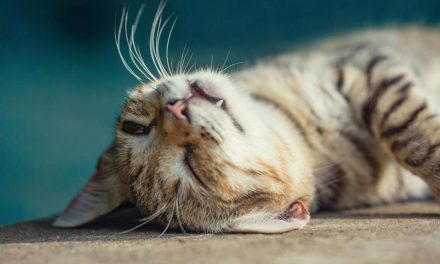 （Cat Language Dictionary）How to Read Cat Language, Cat Action Language Encyclopedia