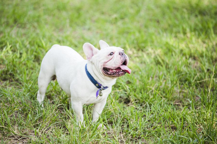 Does the dog really listen when it is being scolded?