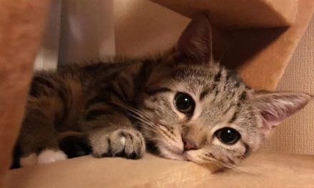 Treatment of Feline Plague