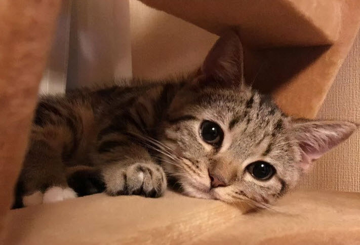 Treatment of Feline Plague