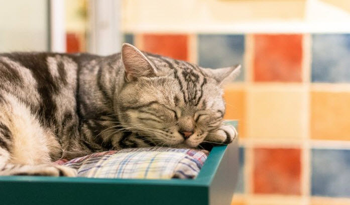 Sincerely hope that all cat owners see the sooner the better!