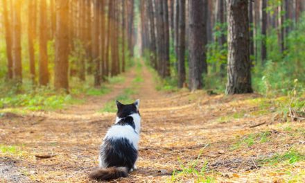 What breed of cat is the best to keep?