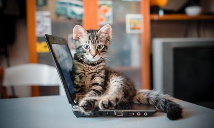 To train a cat, you must understand the nature of the cat first