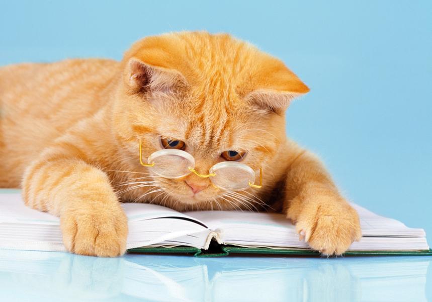 Female cats scream in pain when mating Aviva Pets