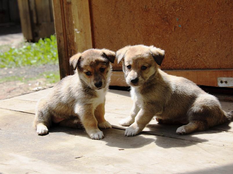 How to stop dogs from fighting