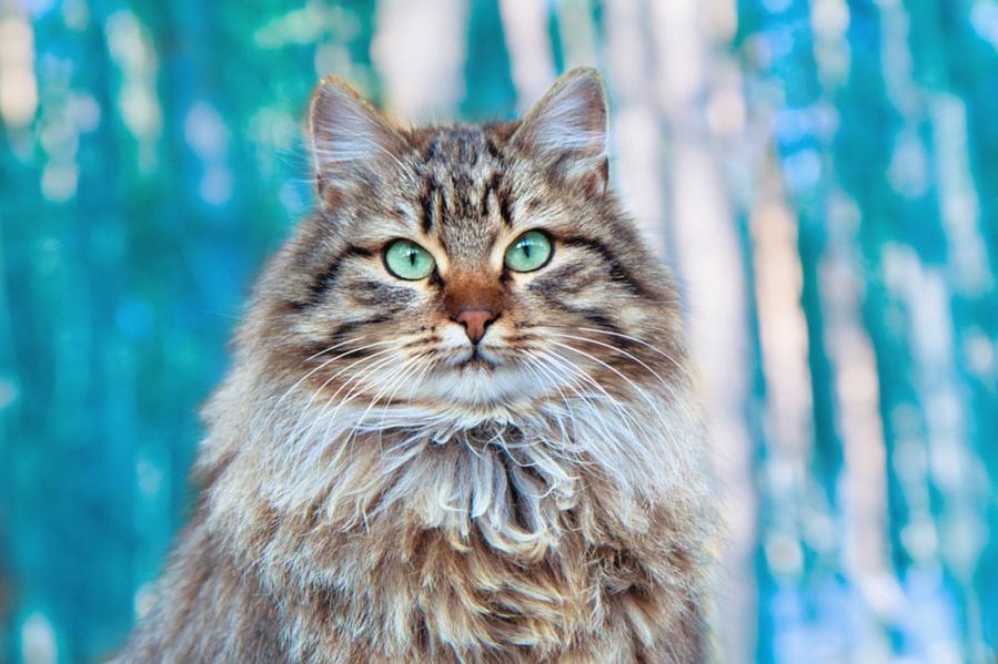 The Most Complete Feeding Guide for One-month-old Cats (Part Two)