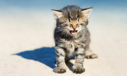 The most complete feeding guide for one-month-old kittens (Part 1)