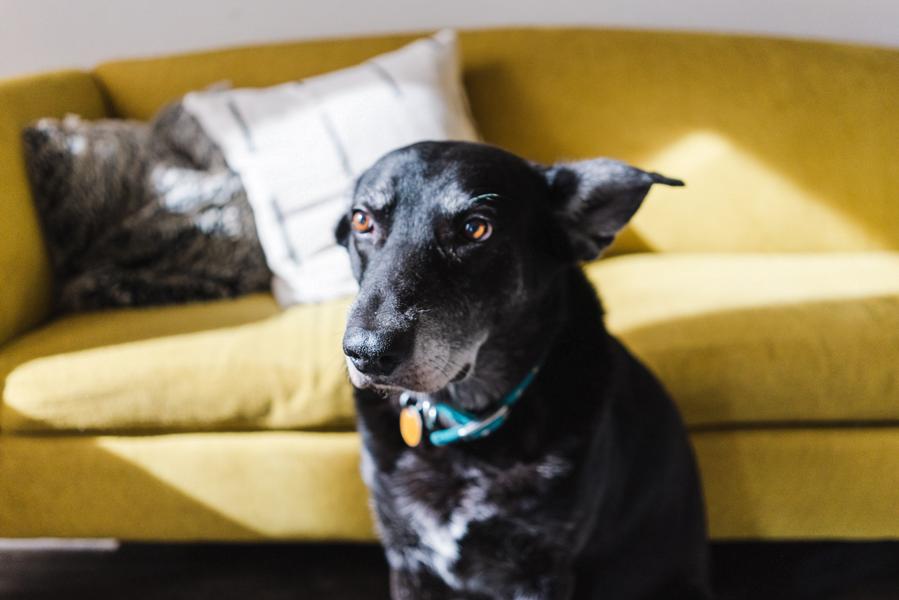 Common Mistakes in Dog Raising
