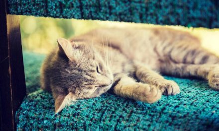 Don’t give these foods to the cat.