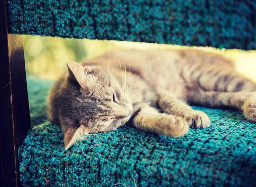 Don’t give these foods to the cat.