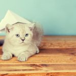 22 cold knowledge about cats, how much do you know?