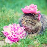 A few tips to get rid of your cat’s bad smell