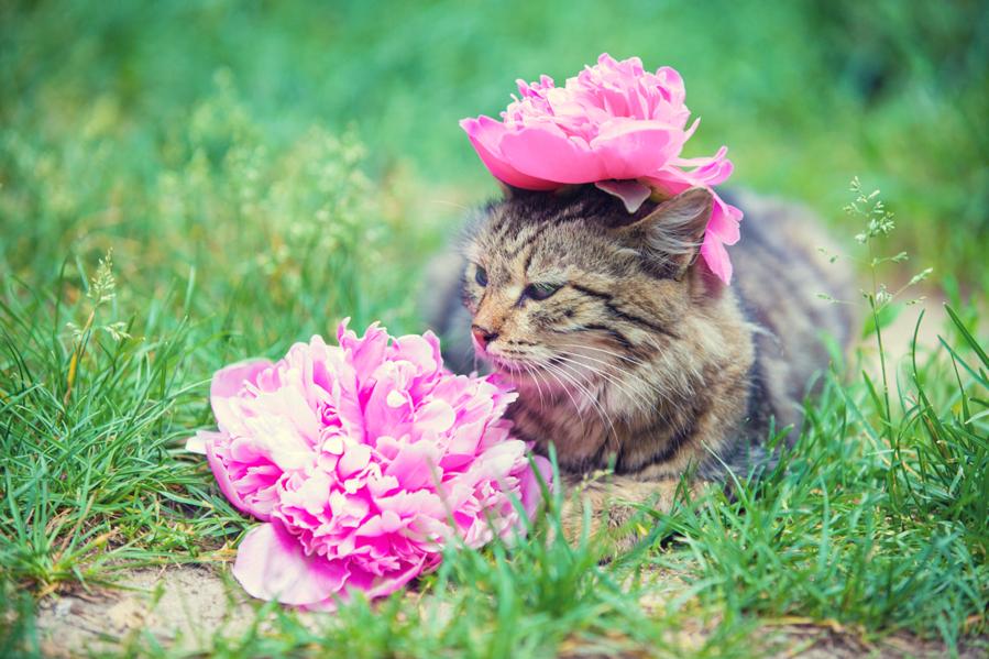 A few tips to get rid of your cat’s bad smell
