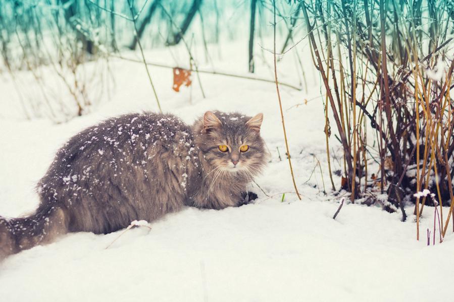 5 years of cat ownership, cat vomiting solution list, money-saving tips