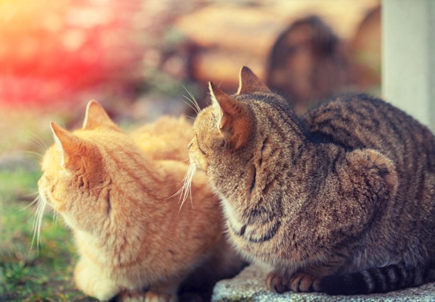Refuse to have a cat assassin! 7 Mistakes for Novices Beware of Hurting Cats!