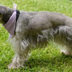 The first choice for raising dogs is “Schnauzer”, which has many benefits