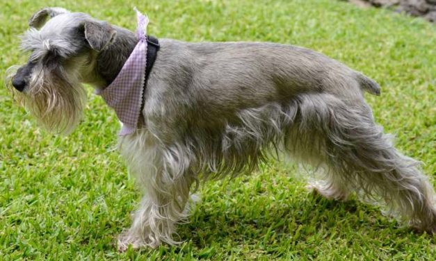 The first choice for raising dogs is “Schnauzer”, which has many benefits